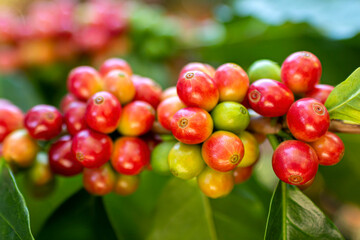 Ripe Coffee Beans on Branch