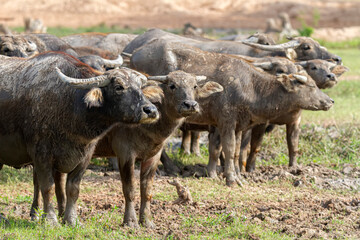 Herd of Water Buffalo in Field