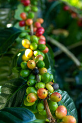 Coffee Beans Ripening on a Branch