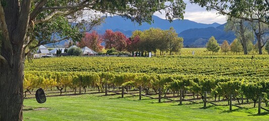 Vineyard_Marlborough region_New Zealand