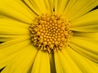 yellow daisy flower