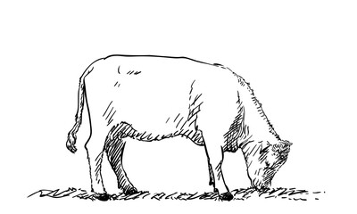Grazing cow hand drawn illustration isolated, Vector sketch of farm animal eating grass