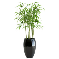 Lush Bamboo Plant in a Glossy Black Planter: A vibrant bamboo plant with green stems and leaves in a sleek black pot
