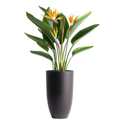 Vibrant Bird of Paradise in a Sleek Black Planter: A Bird of Paradise plant with striking orange and yellow flowers in a tall black pot