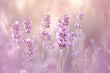 Fototapeta premium Fragrant lavender flowers in full bloom, their delicate petals swaying in the gentle breeze. Serene floral elegance