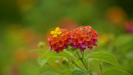 Close-up of Lantana camara flower