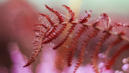 Vue rapprochée de feuilles de fougère rougeoyantes, dans la forêt des Landes de Gascogne