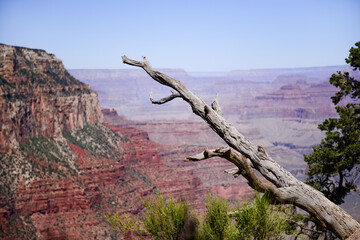 Dead tree trunk with Grand Canyon in the background. Arizona. USA.