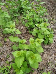 lettuce in the garden, Alliaria petiolata ,Чесночница черешковая