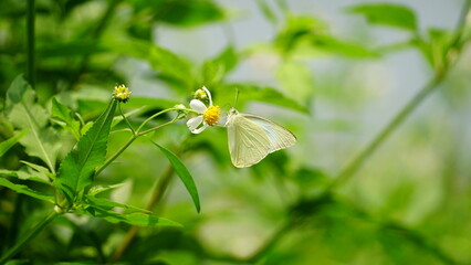 Close-up of Catopsilia pomona butterfly sucking nectar on a natural background