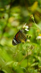 Close-up of Danaus genutia butterfly sucking nectar on a natural background