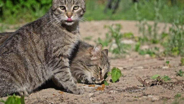 Two stray cats share a meager meal of dry food, demonstrating the importance of community and resourcefulness in their struggle for survival.