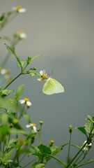 Close-up of Catopsilia pomona butterfly sucking nectar on a natural background