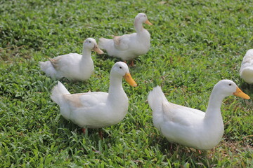 group of geese