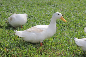 duck in the grass