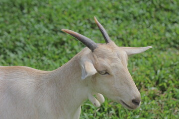 Fototapeta premium close up of a goat