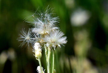 Samen fliegen von einem Katzenpfötchen