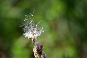 Samen fliegen von einem Katzenpfötchen