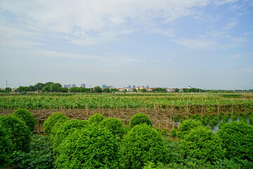 Obraz premium Landscape of wide agricultural fields, cloudy blue sky