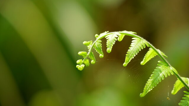 Close-up of Polypodium leucotomos leaves