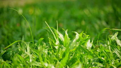 Close-up of wild green grass under bright sunlight