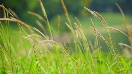 Close-up of reed flowers on a natural background next to the lake