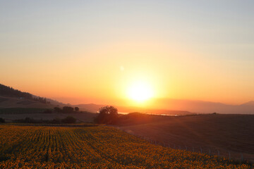 sunset over sunflower field in summer