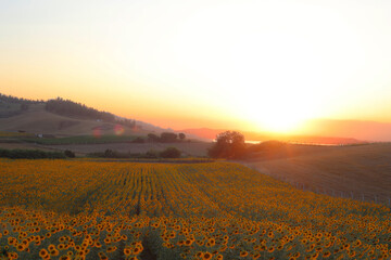 sunflower field at sunset in summer