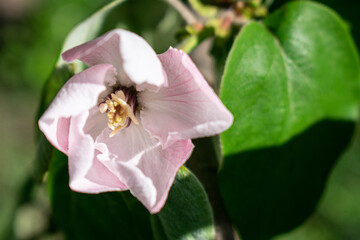 Close-up of a quince flower.