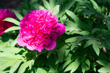 Peony among green leaves.