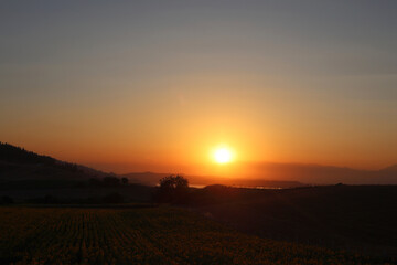 sunset over sunflower field in summer