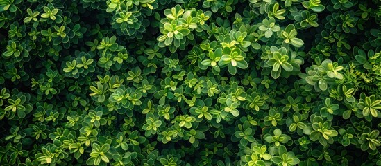 A close up view of a field filled with vibrant green plants showcasing their healthy and lush growth The individual plants are densely packed together creating a visually pleasing pattern of green 