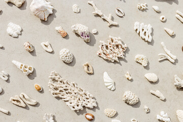 Seashells and corals as minimal pattern. Stylish layout of found shell and coral on ocean shore. Summer relahation concept, beach vibes. Top view nature background, neutral white beige tones gradient