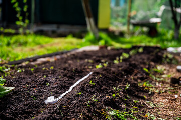 The process of planting seeds on a tape in the ground, planting carrots