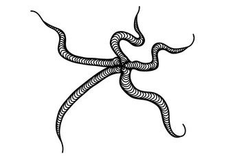 A black and white line art of a star fish 