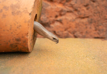 Slow worm, Anguis fragilis, leaving an old  flower pot, summer in Buckinghamshire