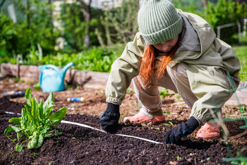 A girl helps plant carrot seeds in the ground with a seed tape