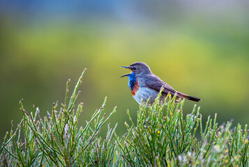 Male bluethroat singing perched on a heathland.
