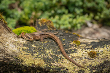 Common lizard,  Zootoca vivipara, basking on old tree stump