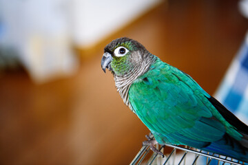 ウロコインコのリンちゃん