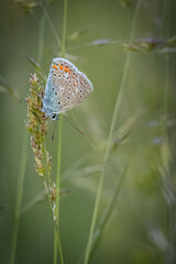 A male Common Blue sits on the grass seeds perpendicular to the camera lens on a summer evening with a green background.