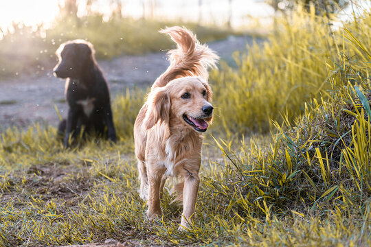 Dos perros juegan al aire libre. Un golden Retriever camina feliz entre la hierba, mientras otro perro negro se sienta en segundo plano. La luz del sol crea un ambiente c&aacute;lido y natural.