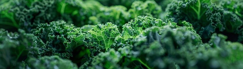 Kale leafy green from cabbage family 