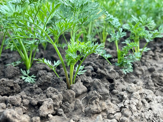 carrot growing on a bed in a vegetable garden