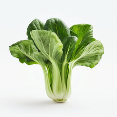Bok choy vegetable on the white background