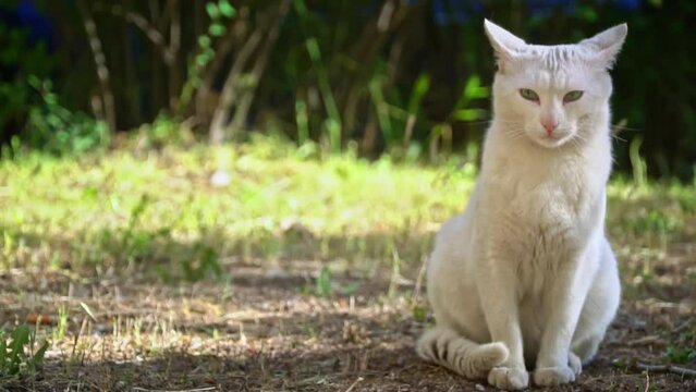 A white stray cat basks in the warm sunlight of a garden, finding a moment of respite from the harsh realities of life on the streets.