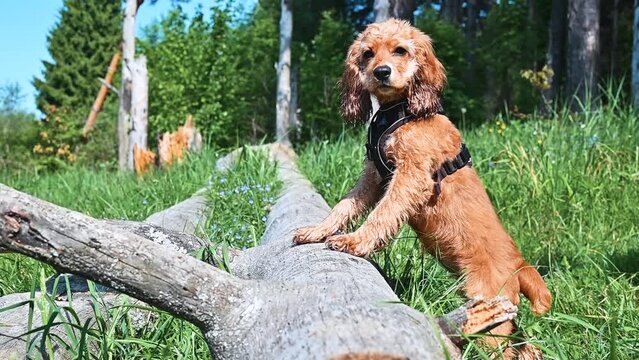 Curious puppy on a walk in the forest, funny English cocker spaniel dog standing on a log and looking around