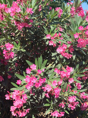 Oleander: a species of Nerium, its botanical name is Nerium oleander.
