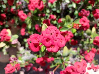 Crown of thorns: a species of Spurges, its botanical name is Euphorbia milii.