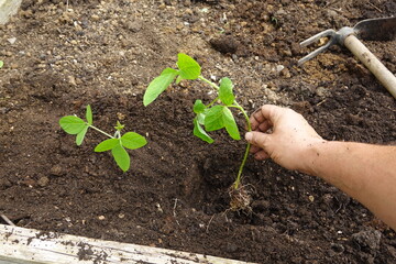 farmer planting edamame plant in the vegetable garden. edamame and soybean cultivation